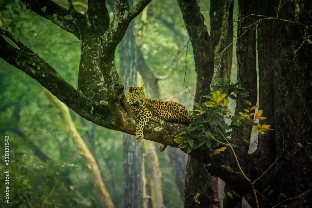 Leopard's Liar Leopard's Liar