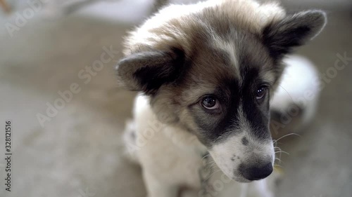 Slow motion of portrait dog on background with sad emotion eyes.