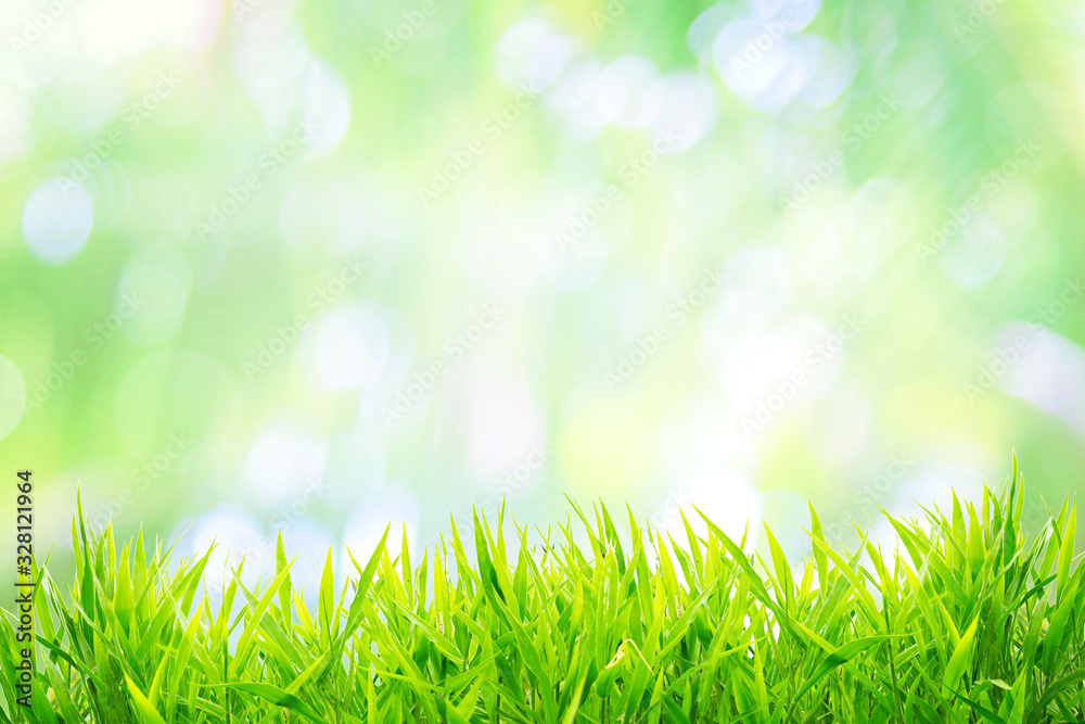Spring or summer and grass field with sunny background Spring or summer and grass field with sunny background