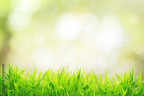 Fototapeta Naklejka Na Ścianę i Meble -  Spring or summer and grass field with sunny background