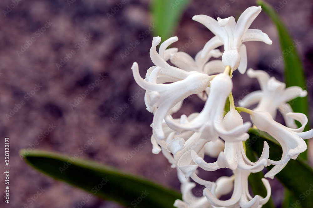 Close up shot of a hyacinth flower Close up shot of a hyacinth flower