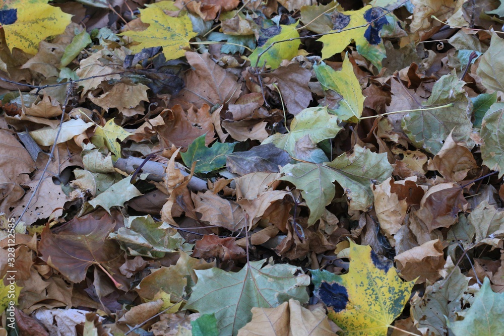 Autumn leaves blanket the ground near the tree Autumn leaves blanket the ground near the tree