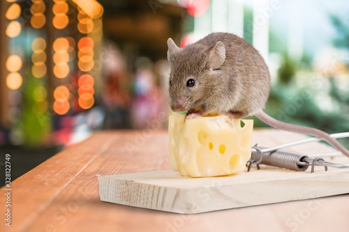 Grey mouse and mouse trap with cheese