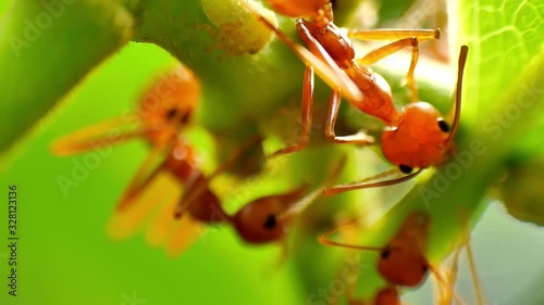 Macro shot of red ants farming aphids as it suck the sugar-rich fluids from the host plants and excrete large quantities of waste called honeydew, the red ants then feed on these honeydew photo