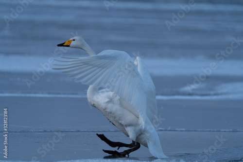 Whooper swan