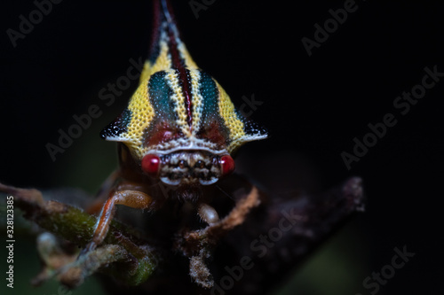 little and colorful umbonia crassicornis photo
