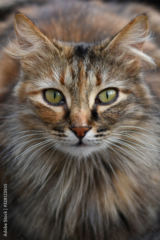 Portrait of furry cat on blurry background