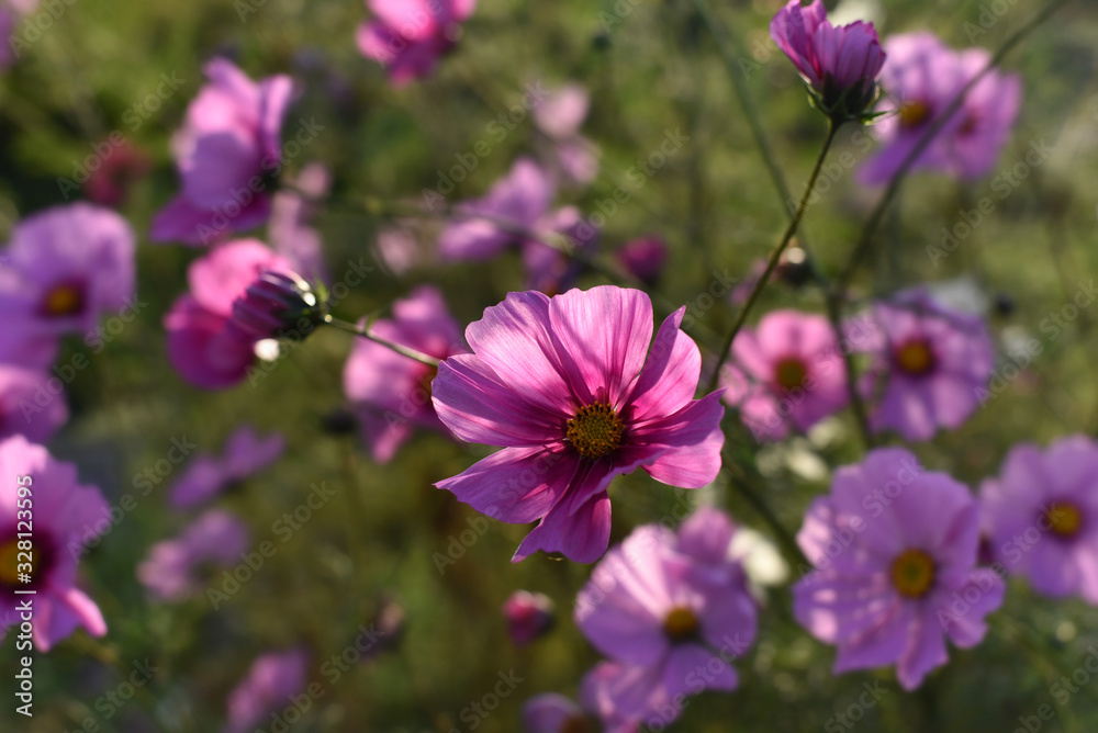 Pink cosmos flower against blurry background sunlight Pink cosmos flower against blurry background sunlight