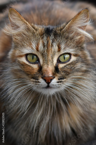 Portrait of furry cat on blurry background