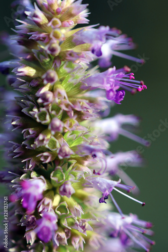 Lilac Prairie blazing star flowers as well called Liatris pycnostachya in macro closeup. Beautiful forest wild blooms. photo