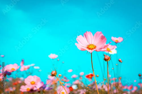 beautiful cosmos flowers are blooming in vintage tones with bright sky background. © Meawstory15Studio