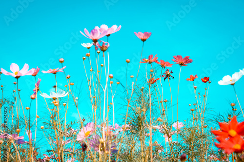 beautiful cosmos flowers are blooming in vintage tones with bright sky background.