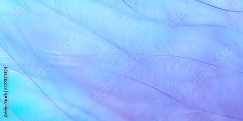 Beautiful Abstract macro, purple feather on a turquoise background, border. Selective soft focus.