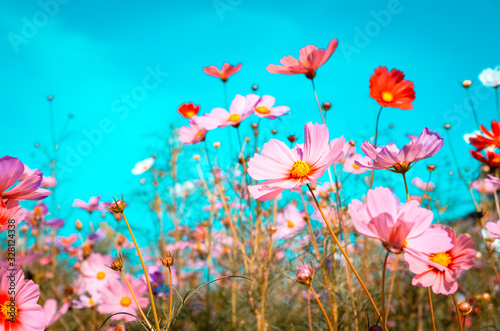 Fototapeta Naklejka Na Ścianę i Meble -  beautiful cosmos flowers are blooming in vintage tones with bright sky background.