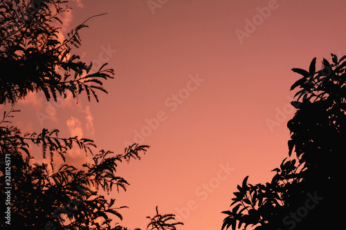 Beautiful sunset background sky with trees