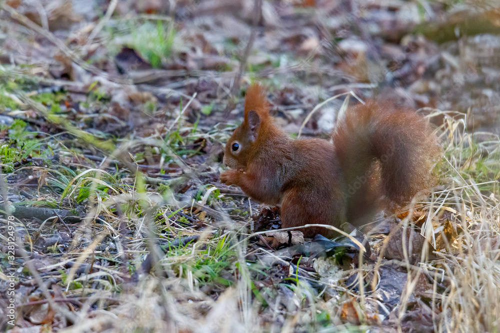 European brown squirrel in winter coat on a branch in the forest European brown squirrel in winter coat on a branch in the forest