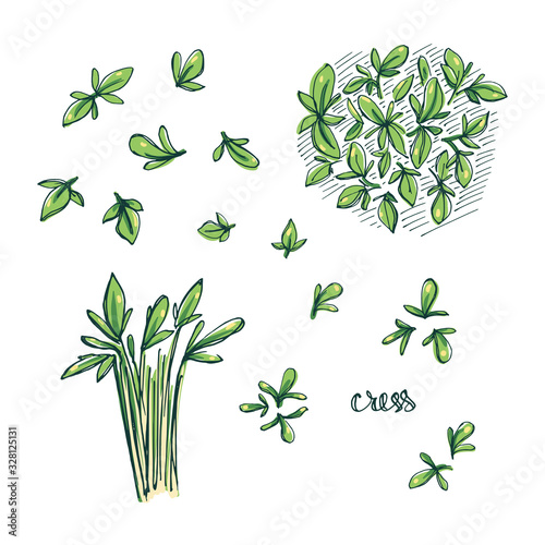  Cress sketch. Culinary herbs and salad leaves set. Hand drawn herbs and spices isolated on white background. Vector illustration photo