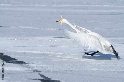 Whooper swan