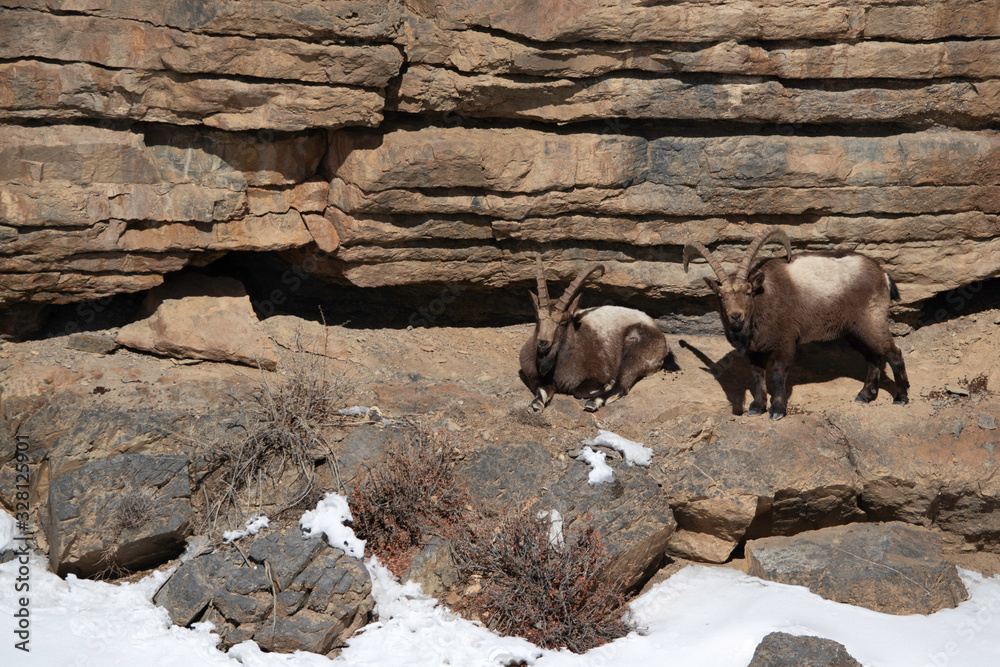 Mountain goats in the mountains of Spiti valley, Himachal Pradesh, India Mountain goats in the mountains of Spiti valley, Himachal Pradesh, India