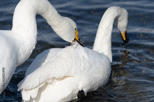Whooper swan
