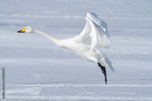 Whooper swan