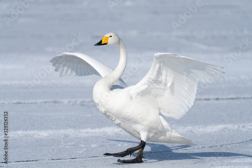 Fototapeta Naklejka Na Ścianę i Meble -  Whooper swan