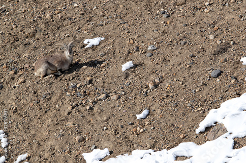 Male Blue sheep in the mountains of Spiti valley, Himachal Pradesh, India photo