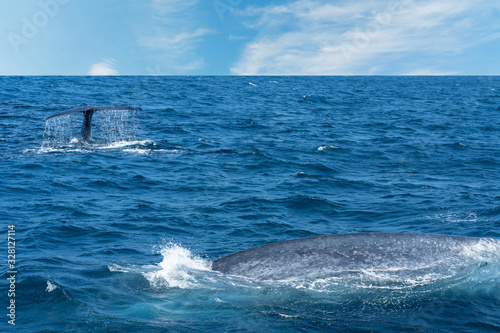 Whale back and tail in Indian ocean blue water, Sri Lanka