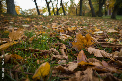 autumn leaves in the forest