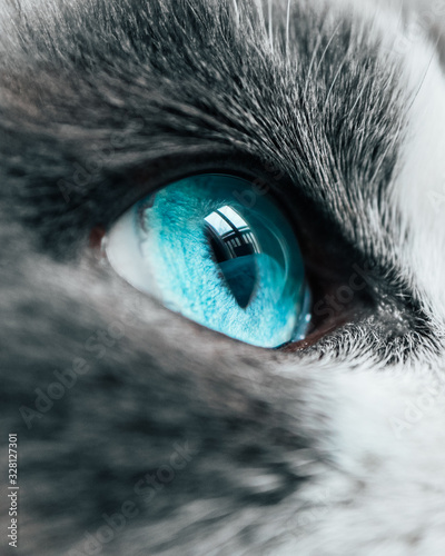 Lovely funny Snowshoe breed cats face. Blue eye macro view. Curious animal portrait close up..