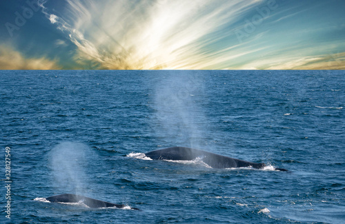 Whales sailing in the water, Indian ocean, Sri Lanka, Mirissa