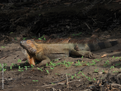 Leguan in Costa Rica