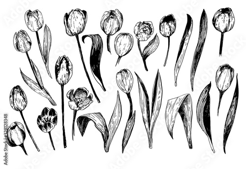 Set of spring flowers tulips branches. Ink sketch collection of illustrations