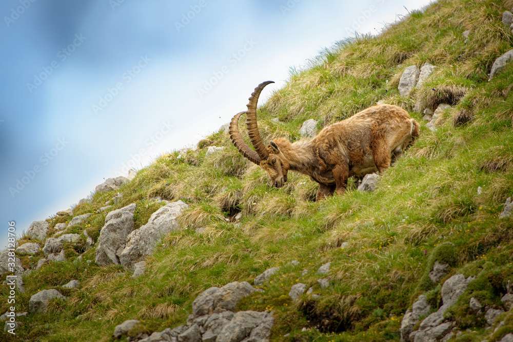 Alpine ibex - Capra Ibex pasturing and mating and dueling in Slovenian ...