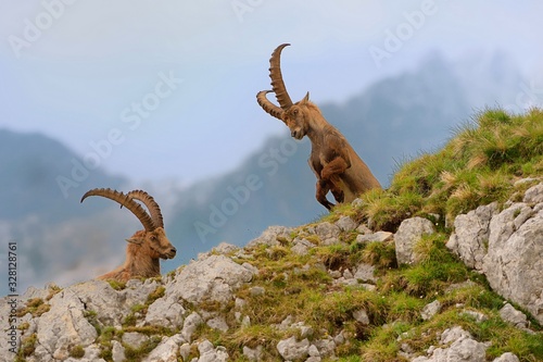 Alpine ibex - Capra Ibex pasturing and mating and dueling in Slovenian Alps. Typical horned animal of the high mountains