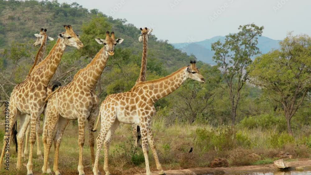 herd of giraffes at the watering herd of giraffes at the watering