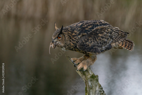 Eurasian Eagle owl (Bubo bubo) on a branch eating a mouse. Noord Brabant in the Netherlands. Camouflage: the field mouse has the same colors as the owl.