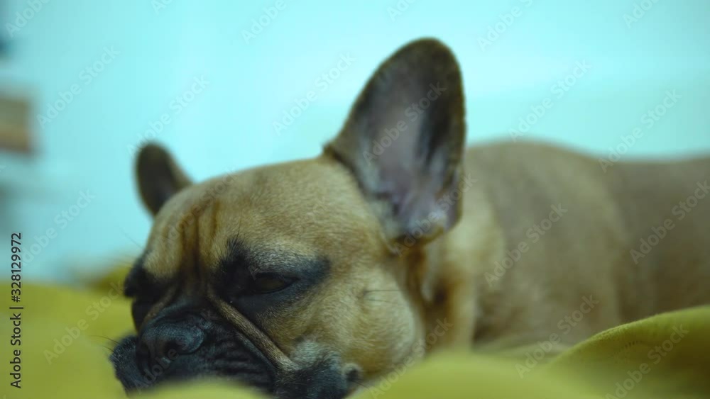 Brown French Bulldog Sleeping On Pillow. Low Angle, Close Up Brown French Bulldog Sleeping On Pillow. Low Angle, Close Up