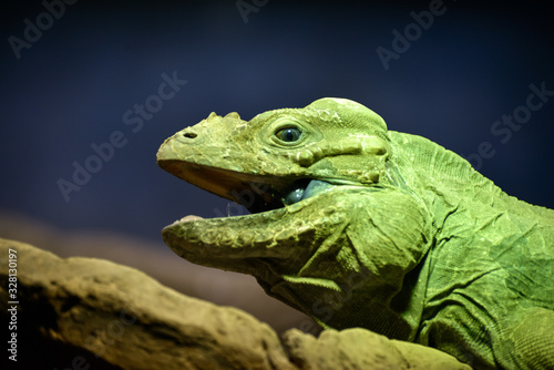 Green Iguana  Iguana iguana 