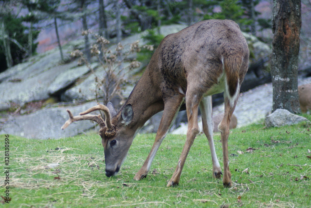 Deer Deer