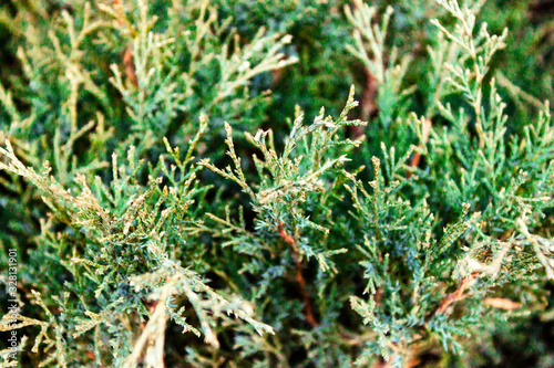 Green christmas twigs of Thuja evergreen coniferous tree on natural background close up view. © geniousha