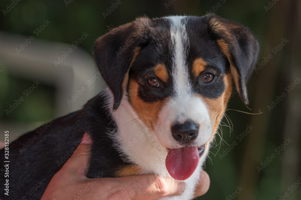 cute Appenzell mountain dog puppy