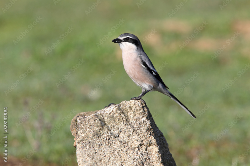 Naklejka premium Southern grey shrike, birds, shrike, Lanius meridionalis