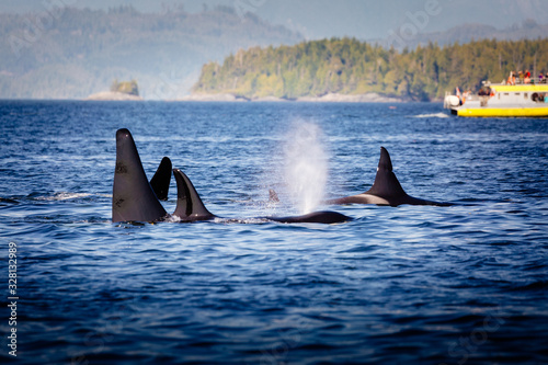 Wild Killer Whale Watching at Vancouver Island, British Columbia, Canada.