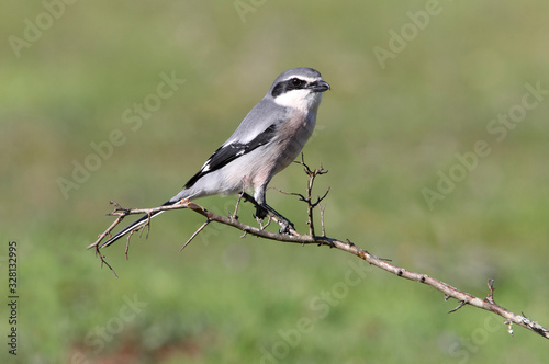 Southern grey shrike, birds, shrike, Lanius meridionalis © Jesus