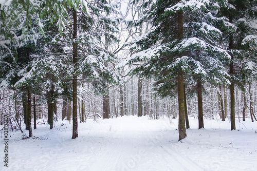 Coniferous forest in winter. The forest is covered with snow. Impassable thicket. Russia