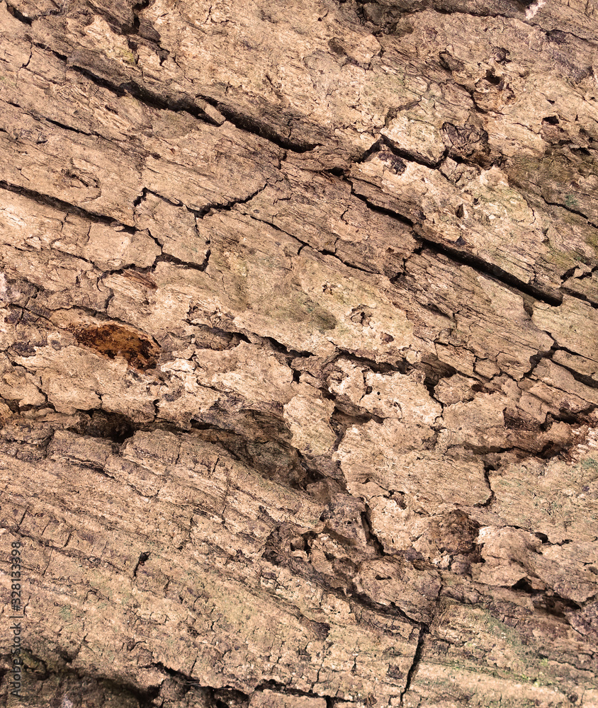 Tree bark texture full frame in nature. Warm brown background Tree bark texture full frame in nature. Warm brown background