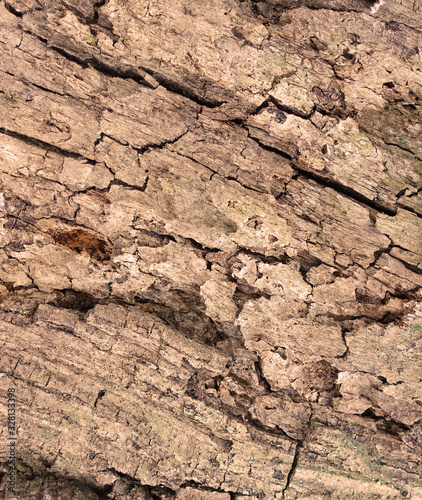 Tree bark texture full frame in nature. Warm brown background