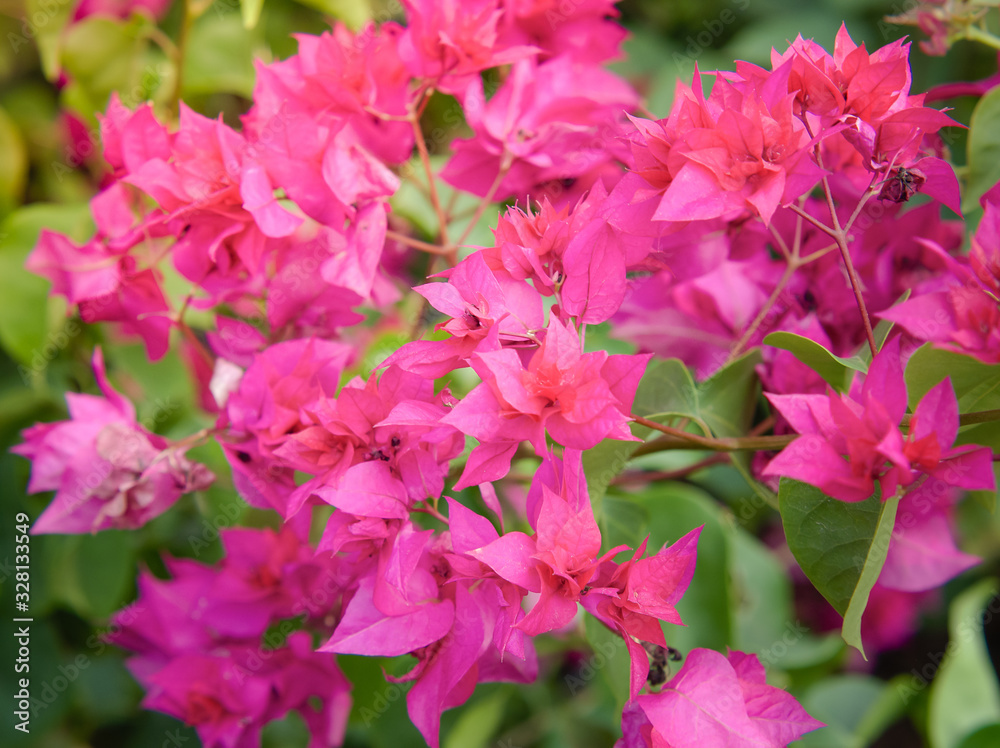Pink bougainvillea flowering in spring, Close up Pink bougainvillea flowering in spring, Close up