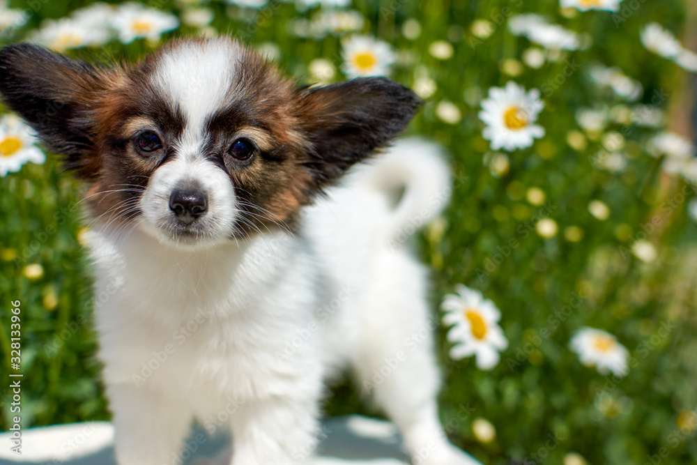 Papillon puppy walks in the Park on a summer day Papillon puppy walks in the Park on a summer day